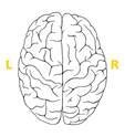 brain